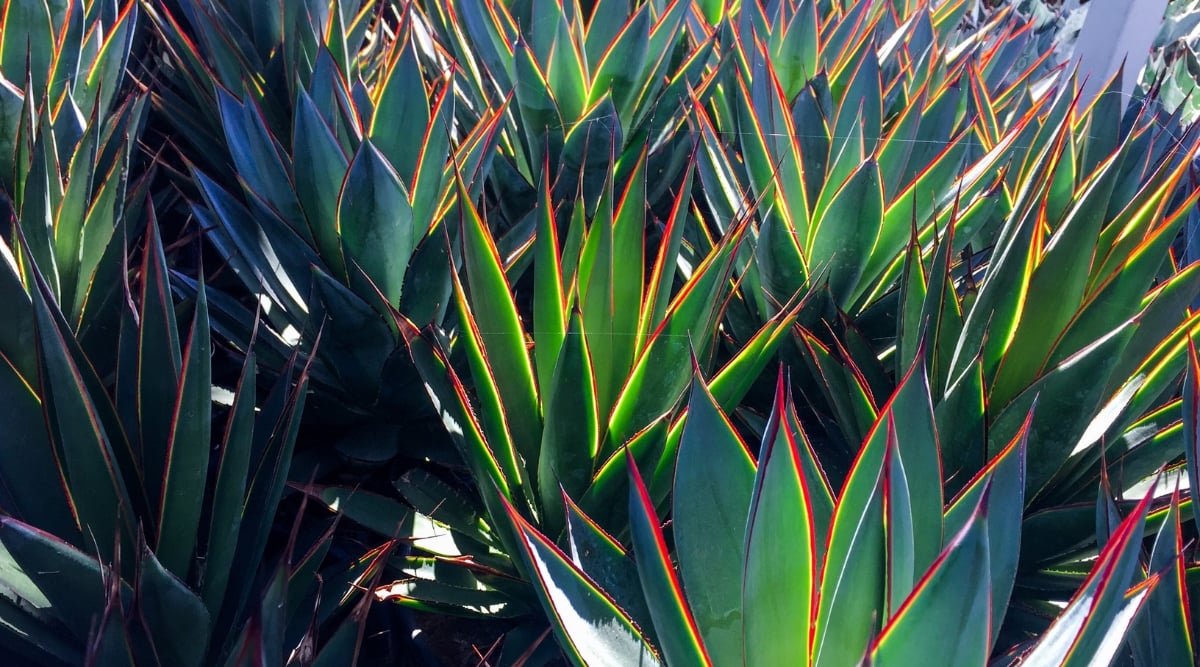 A close-up of Blue Glow Agave plants, highlighting their succulent, blue-green leaves gracefully arranged in a rosette pattern. These drought-resistant plants thrive under the radiant sunlight, adding a touch of elegance to its arid surroundings.
