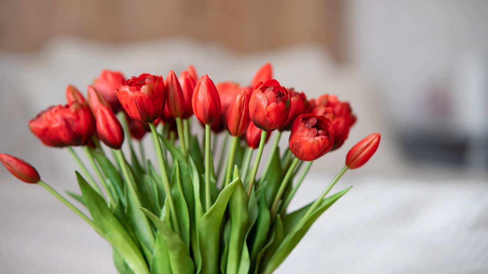 Vibrant red petals form a cup-like shape, perched atop green, lance-shaped leaves.
