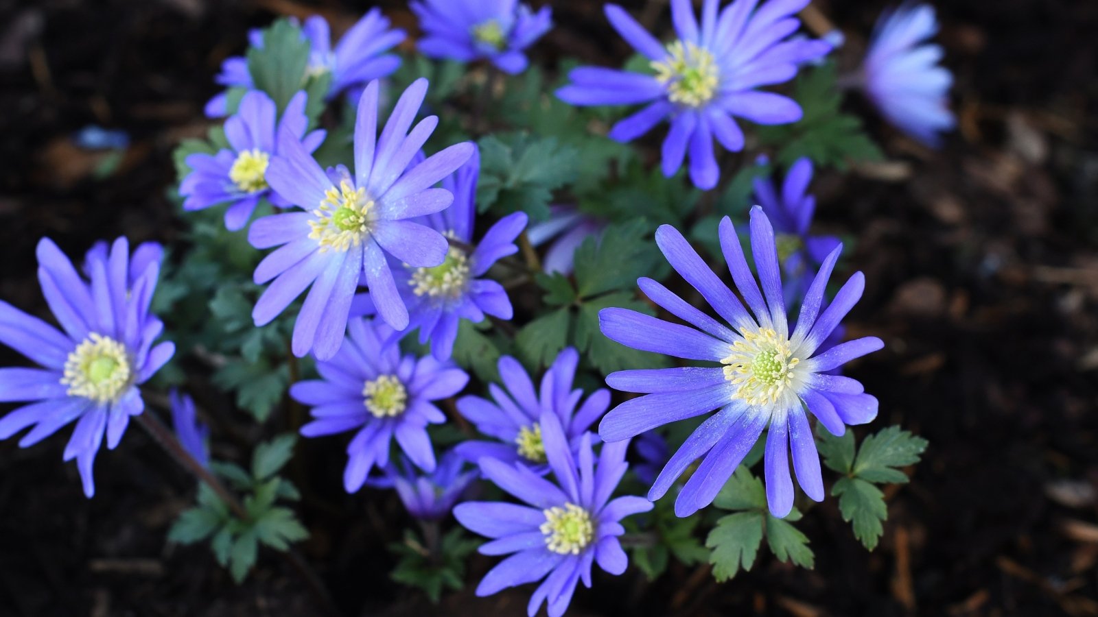 Blue, poppy-like flowers bloom on long stems, surrounded by deeply lobed, dark green leaves.