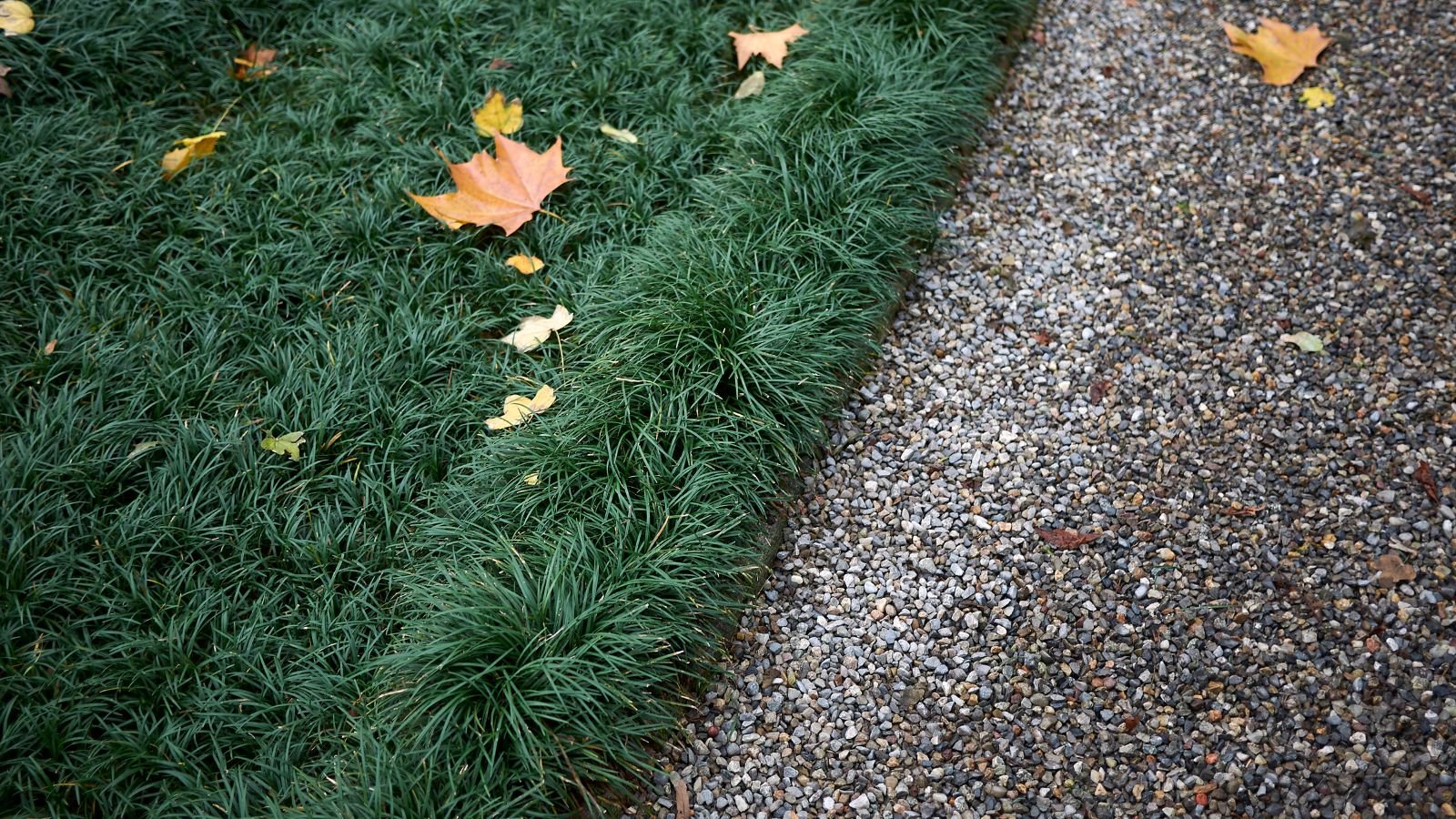 A rocky pathway lined with deep green mondo grass, appearing a dark color because of the shade with dried leaves scattered all over