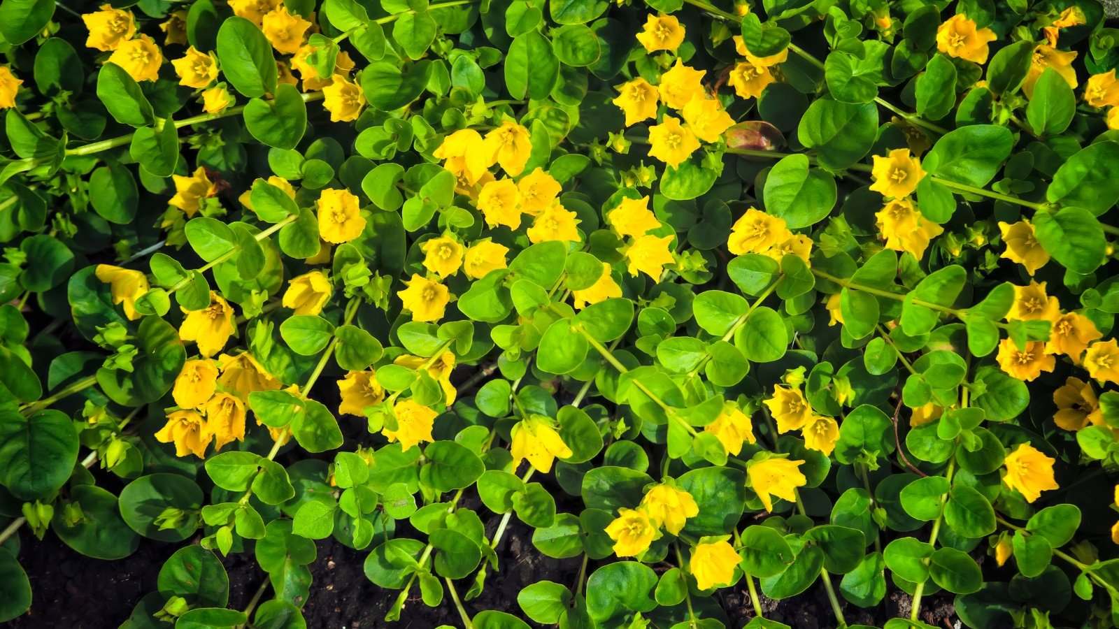 This ground cover has rounded, bright green leaves and produces small, cup-shaped yellow flowers that emerge in clusters.