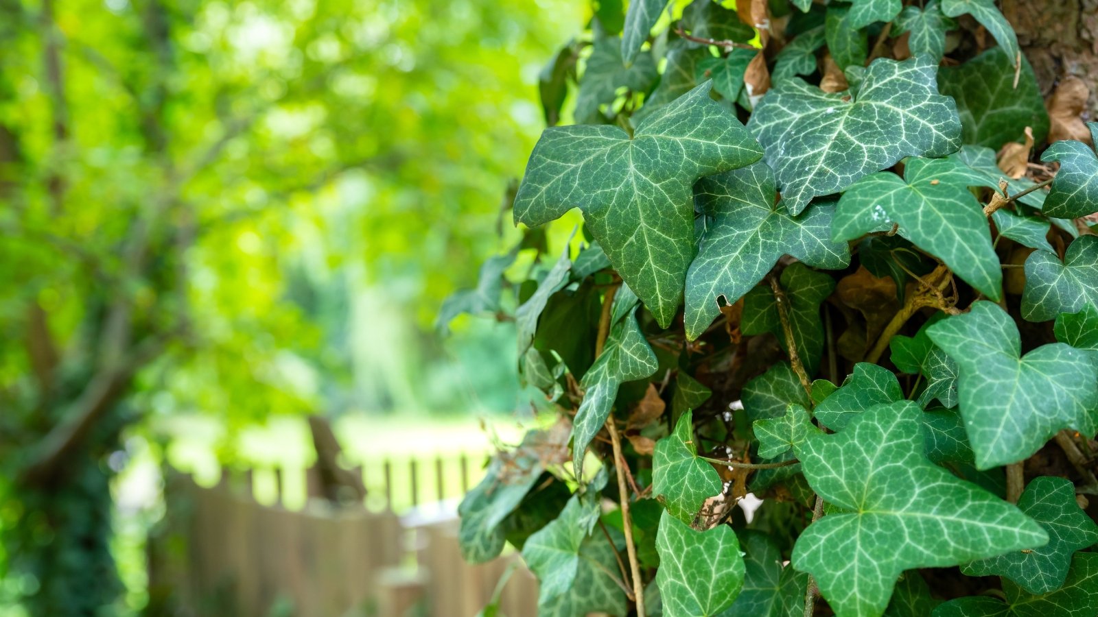 It climbs up a thick tree trunk, showcasing glossy, evergreen leaves with lobed shapes and thin white veins.
