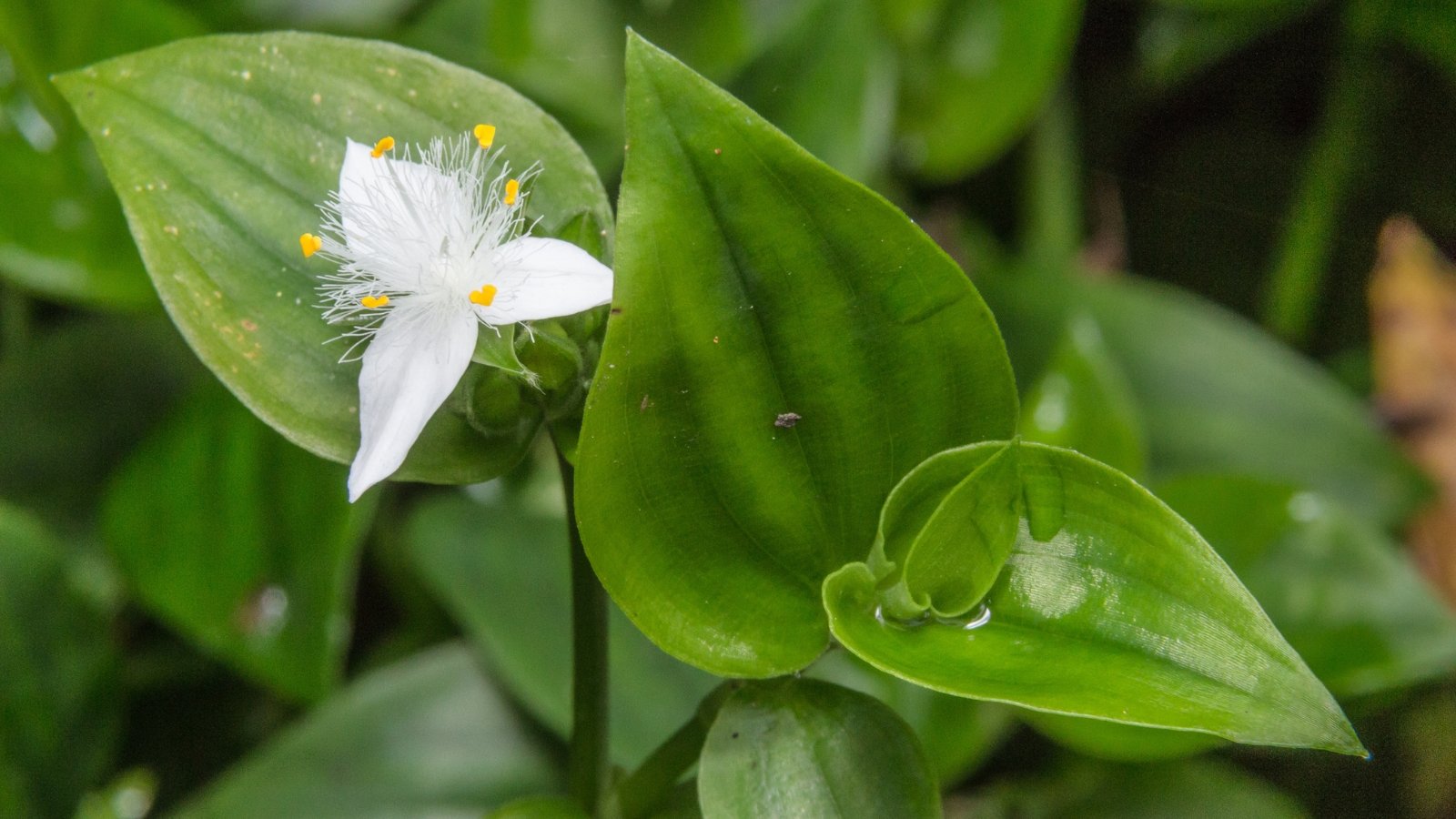 Featuring trailing stems with small, glossy green leaves and clusters of three-petaled white flowers that add a delicate touch.
