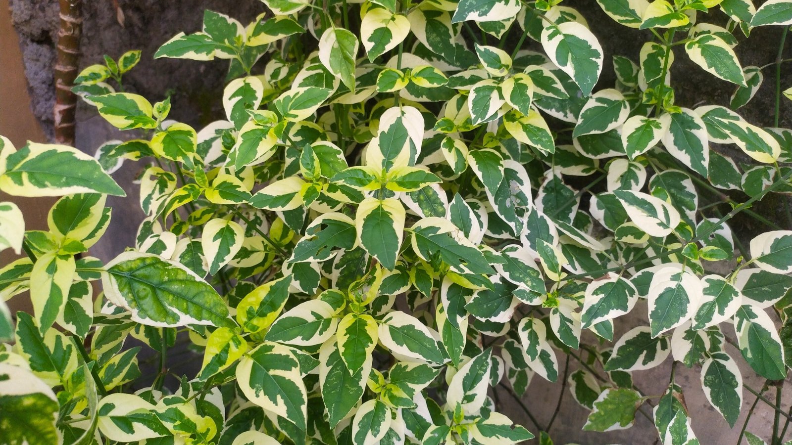 It exhibits glossy, evergreen leaves with varying shades of green, with creamy or yellow margins.