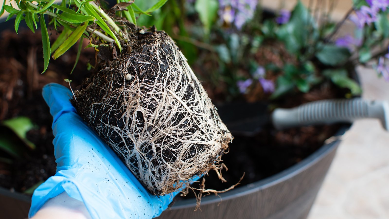 A gloved hand holds a plant with exposed, dense roots spilling out, ready for repotting into a larger space.