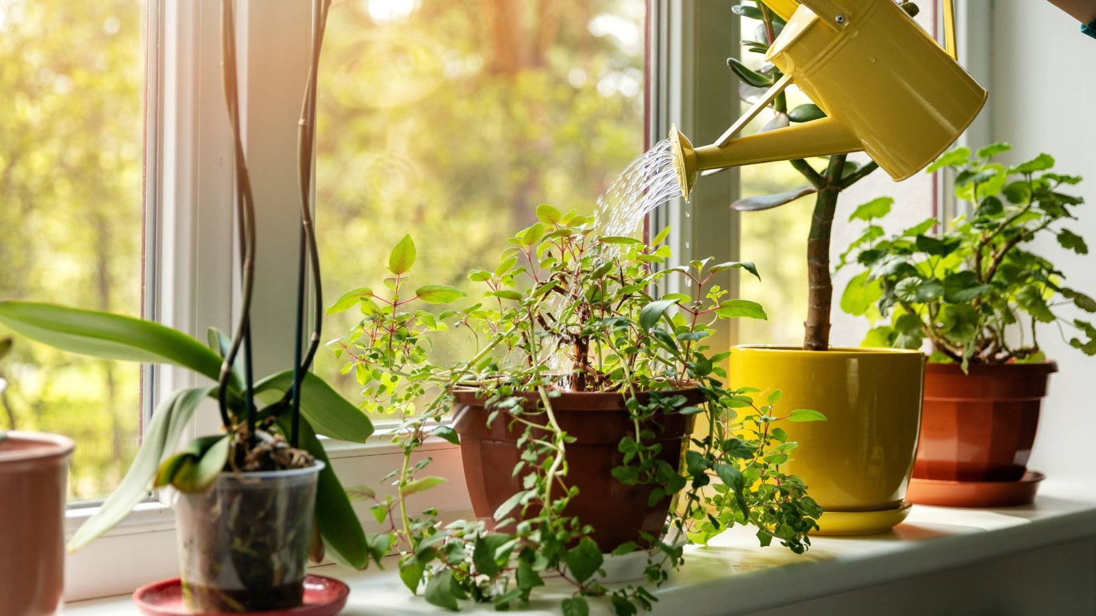 A person waters a small cluster of greens on a bright windowsill, keeping the soil moist.