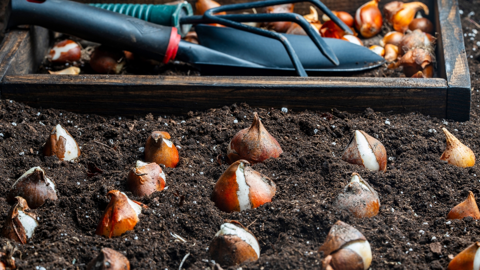 Rows of brown and white bulbs carefully positioned in rich, dark soil in a garden bed, prepared for planting.