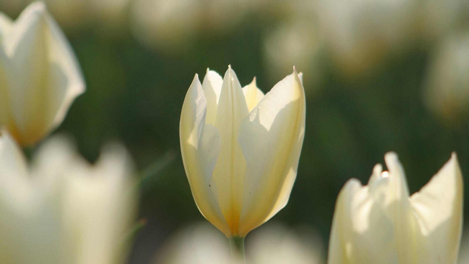 A close-up of cream-colored flowers with slender, tapered petals, standing out amidst a softly blurred green garden setting.