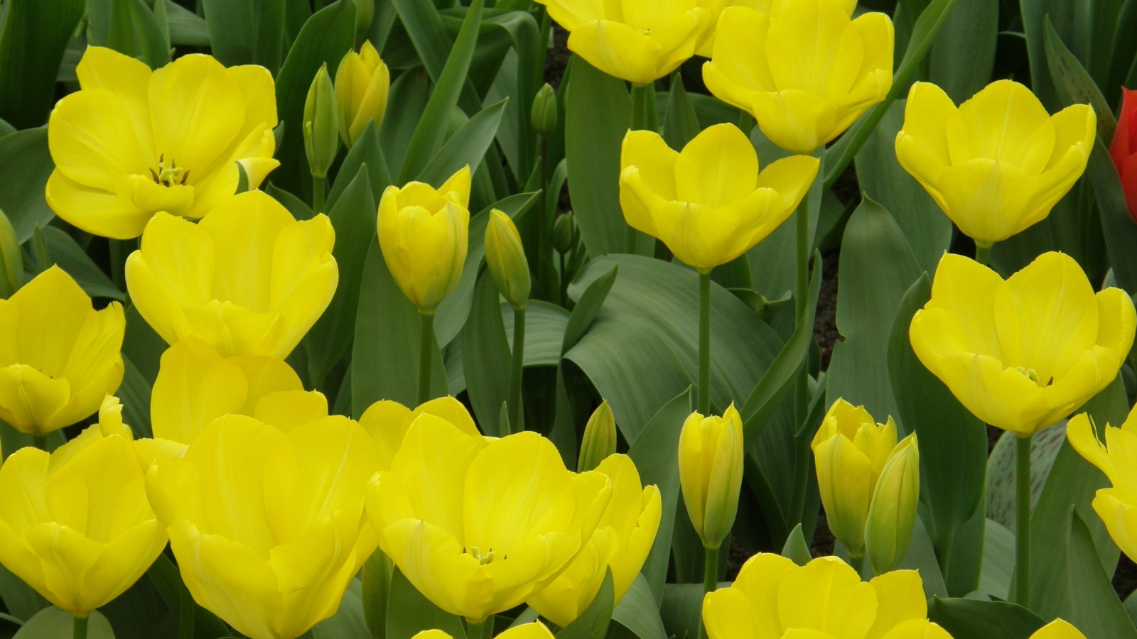 A thick cluster of yellow flowers with smooth, rounded petals, glowing brightly among deep green leaves in a dense garden bed.