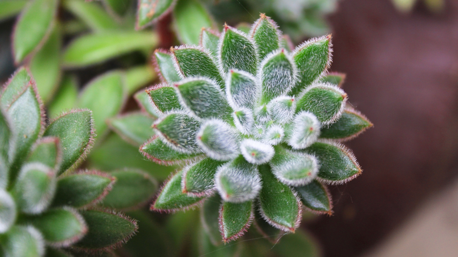 Close-up of Echeveria setosa against a blurred background. Echeveria setosa is a striking succulent, characterized by its dense rosettes of fuzzy, cylindrical leaves in a vibrant green hue. The leaves are covered in fine white hairs, giving them a soft and velvety texture reminiscent of a fuzzy bear's paw. Along the edges, the leaves display a subtle reddish tinge.