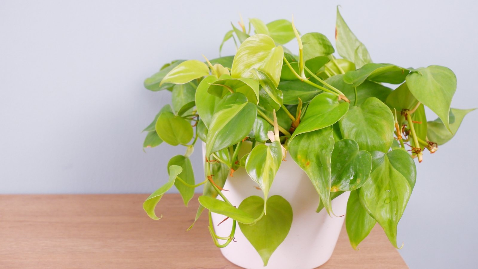 Cascading, heart-shaped leaves with green and yellow marbling trail from slender stems in a white pot on a gray background.