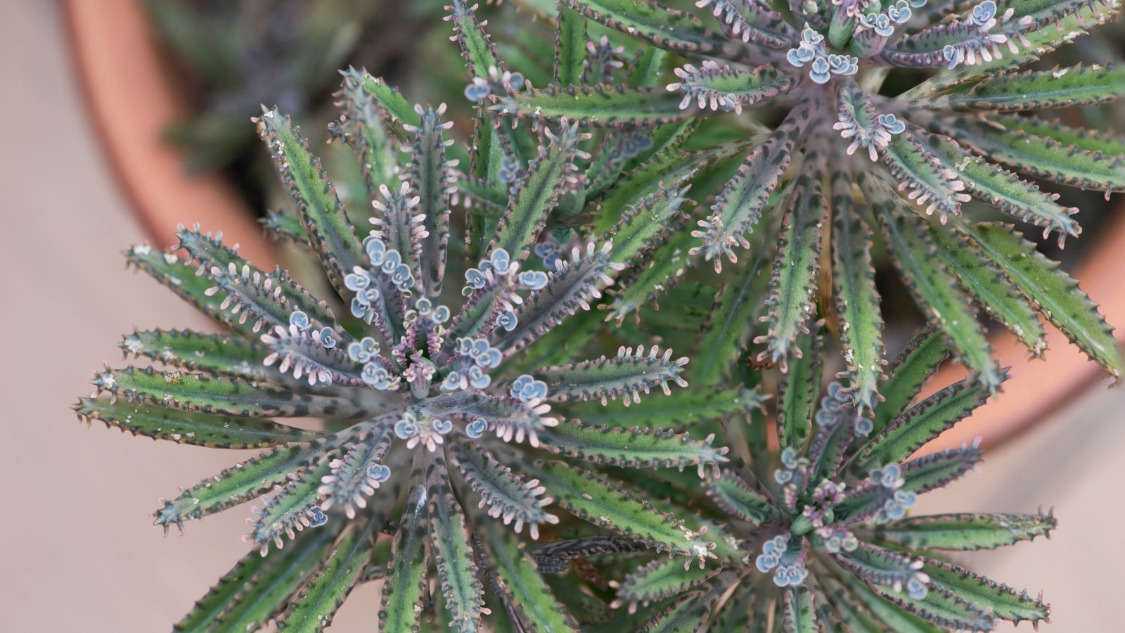 Tall, slender stems with tubular, green leaves speckled with tiny plantlets along the edges.
