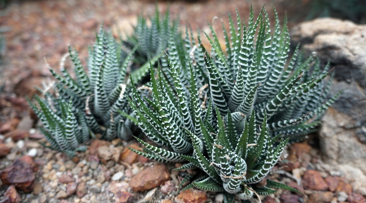 A close-up of zebra plants growing amidst smooth, rocky surfaces. The succulent’s thick, dark green leaves are covered in raised, white stripes that run horizontally along the length of the leaves, resembling a zebra’s pattern. The succulent’s leaves curl inwards slightly, forming a rosette shape.
