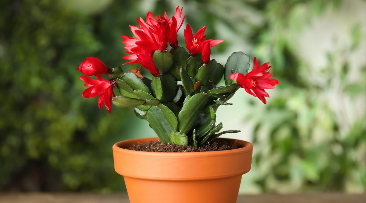 A crown of glossy red blooms bursts from a Schlumbergera, their vibrant petals contrasting against thick, scalloped leaves that cascade from a terracotta pot. Soft focus envelops the scene, capturing the delicate charm of the succulent's wintery display.
