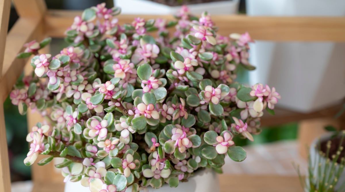 A close-up of a Portulacaria afra, also known as an elephant bush. The plant has thick, reddish-brown stems, creating a dense, almost sculptural silhouette. Tiny, rounded leaves in various shades of green, some with hints of red, cluster tightly along the branches, adding pops of color and texture.