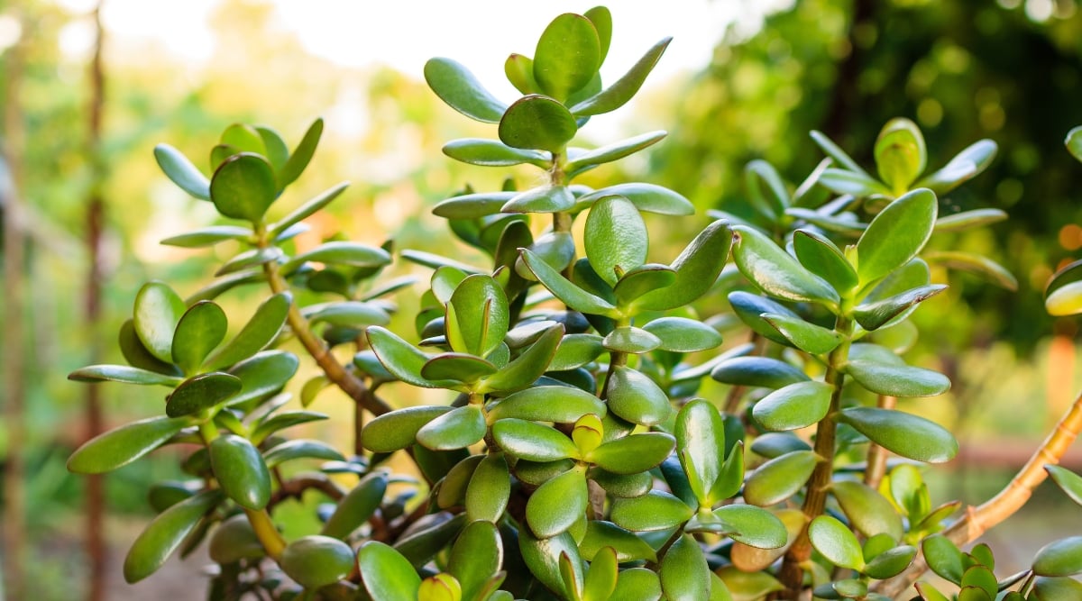 Sun-kissed jade plant basks in a tranquil garden. Plump, glossy leaves in vibrant green spiral up thick, sturdy stems, their waxy sheen catching the dappled sunlight filtering through a lush garden backdrop. 
