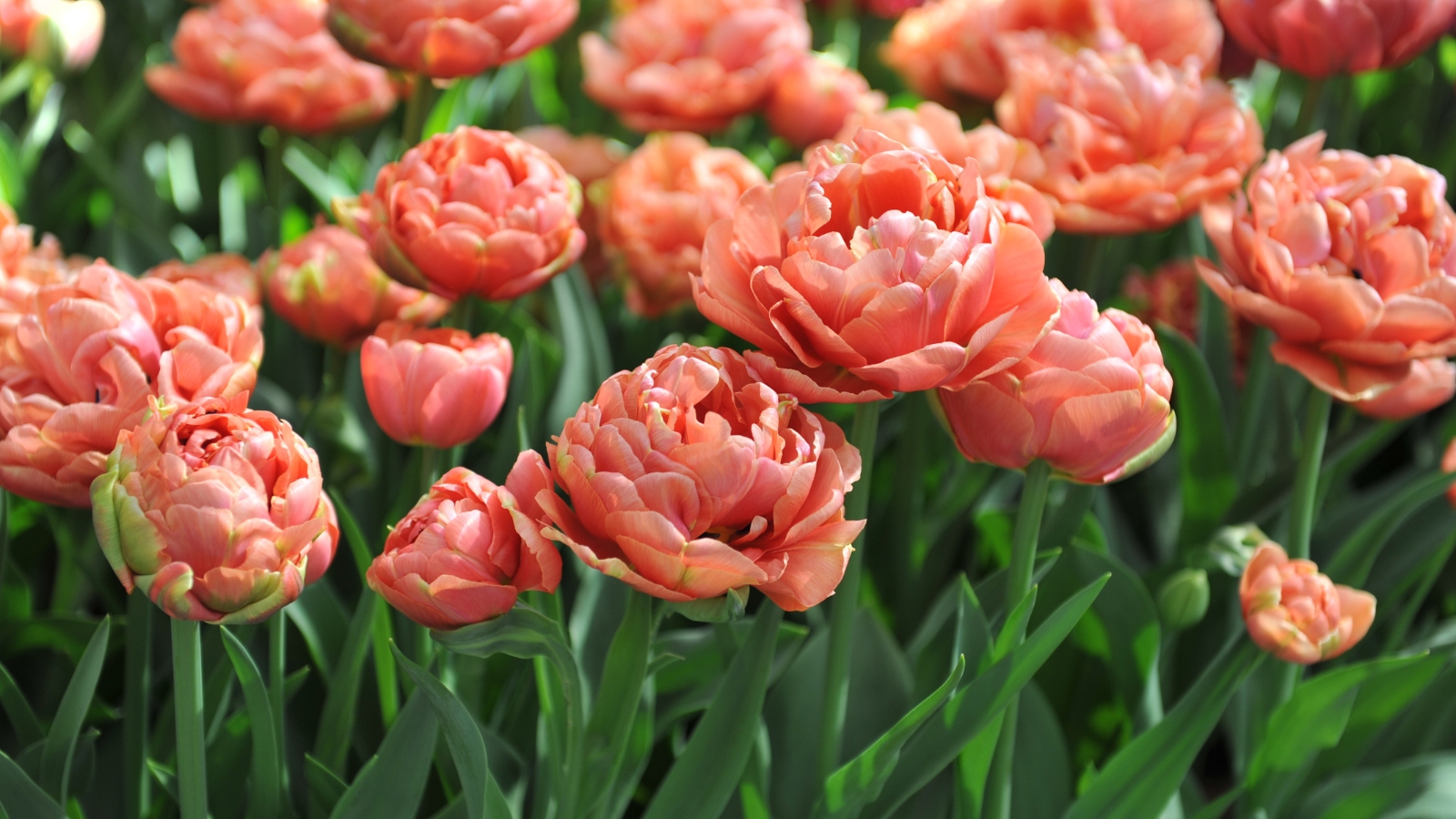 Layers of densely packed, ruffled peach petals form lush, rounded blossoms, each petal soft and slightly curled, creating a gentle, romantic texture amid green foliage.