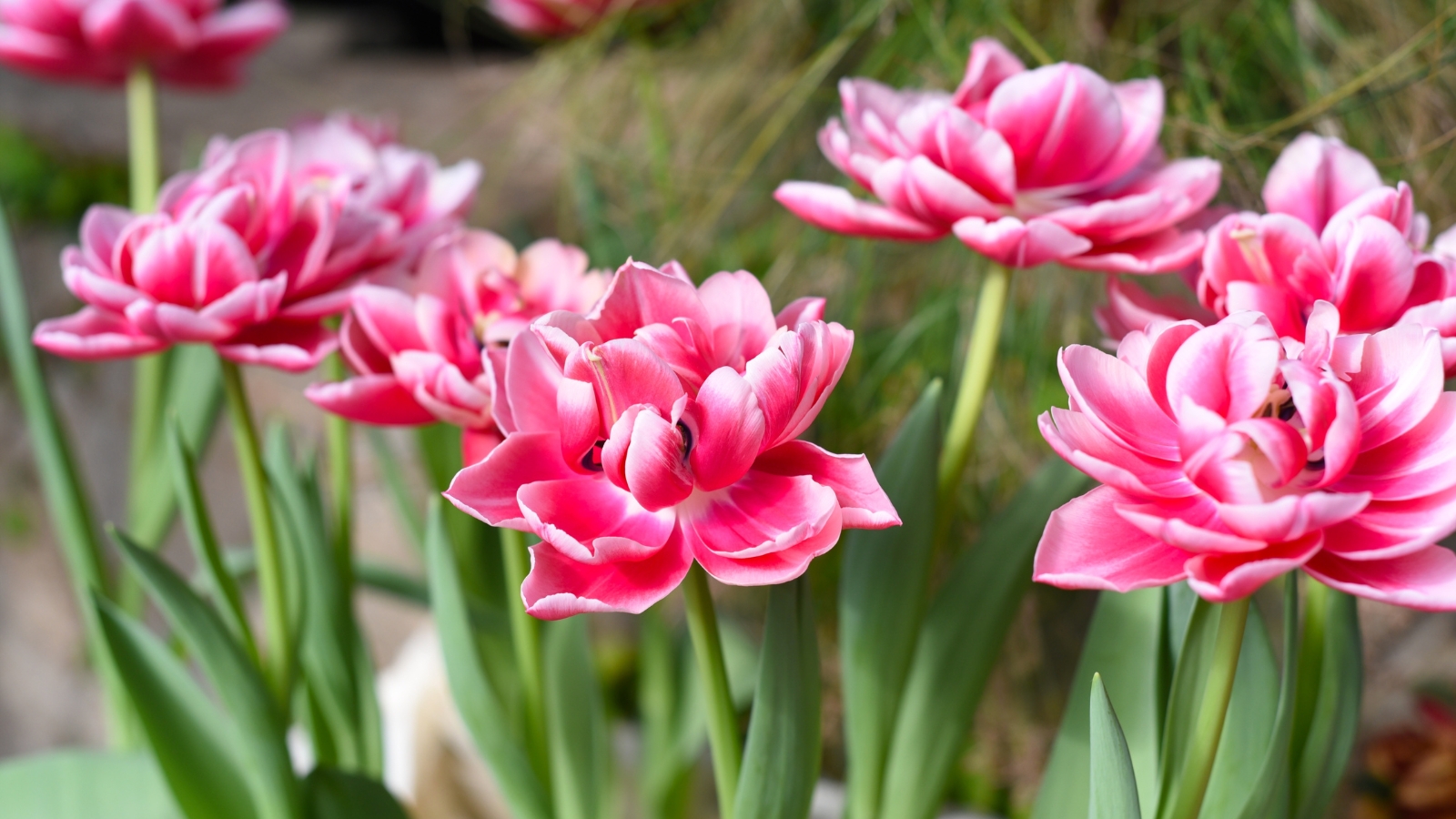 Bold blooms with layers of rich pink and white-striped petals create a full, ruffled appearance, standing tall on thick green stems with an elegant, sculptural quality.