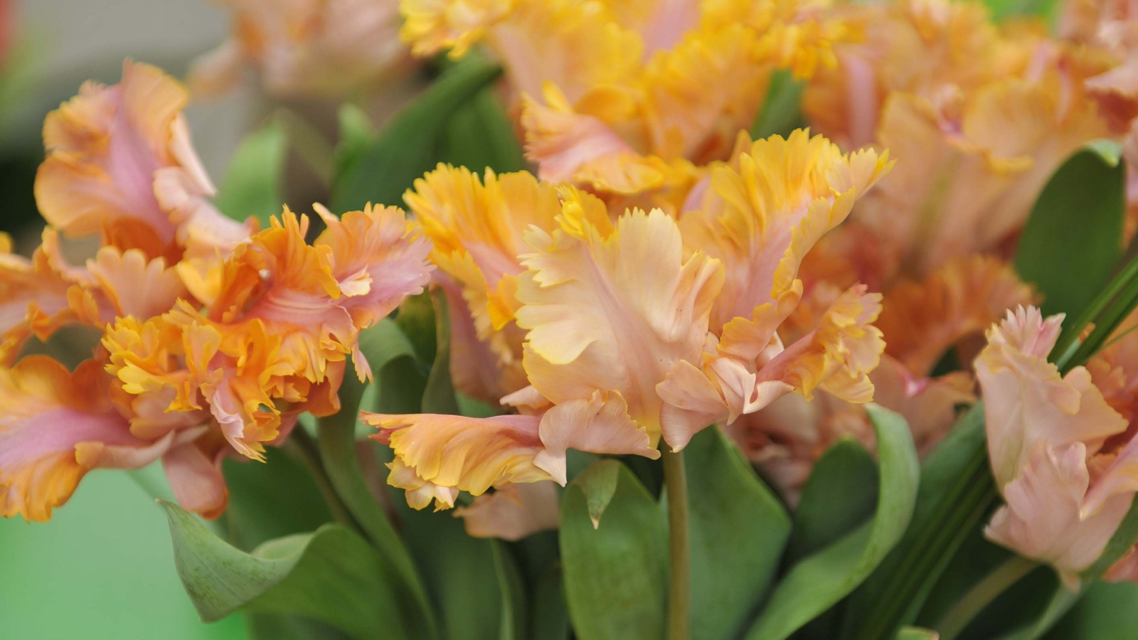 Densely packed peach and yellow petals form bold, frilled blossoms, each petal vibrant and slightly curled, adding a bright, rich tone to the surrounding green leaves.