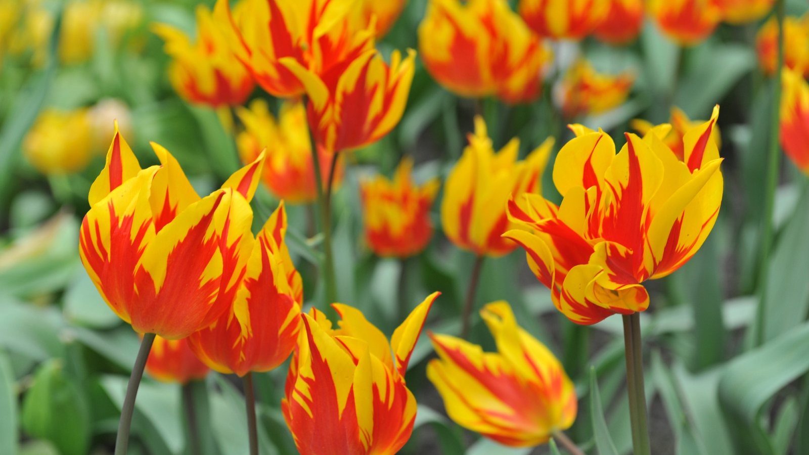 Vibrant orange and yellow blooms with pointed, flame-like petals stand out, their bright colors sharply contrasting with the surrounding green foliage.