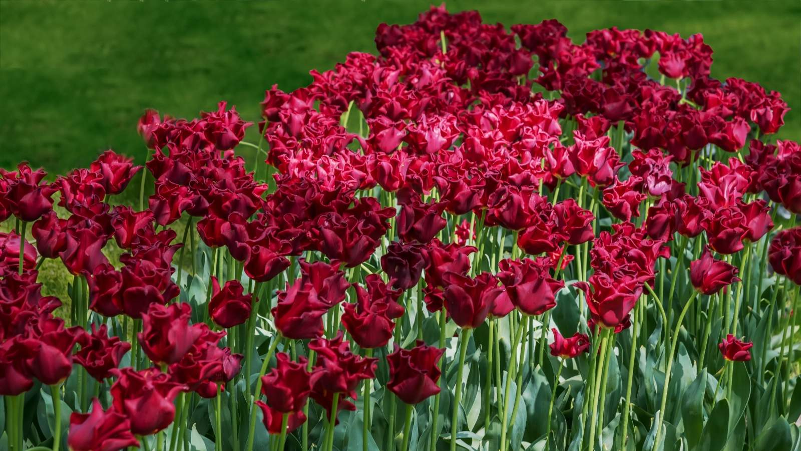 Dark red blossoms with layers of silky, ruffled petals stand tall, each petal smooth and rich in color, creating an elegant, bold display against the green foliage.