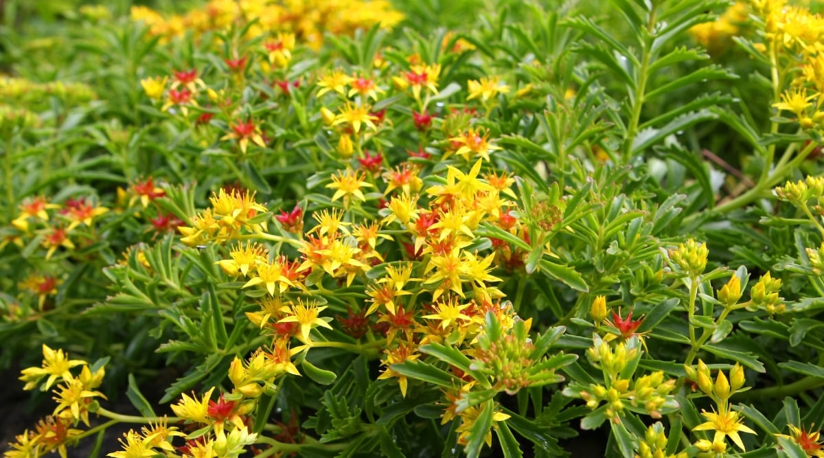 A mossy stonecrop plant showcasing its lush green leaves. Bright yellow and red flowers bloom gracefully amidst the verdant foliage, adding bursts of color and charm to the serene garden scene.