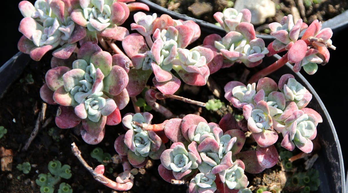 A potted broadleaf stonecrop, displaying red and green leaves arranged in rosette patterns. The succulent's colors intensify under the sunlight, creating a striking contrast against the pot's backdrop.