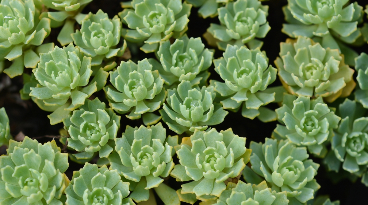 A cluster of gray stonecrop plants, displaying a rich green hue, with their succulent leaves arranged in captivating rosette formations. These hardy and drought-resistant perennials add a touch of elegance to any garden or landscape.