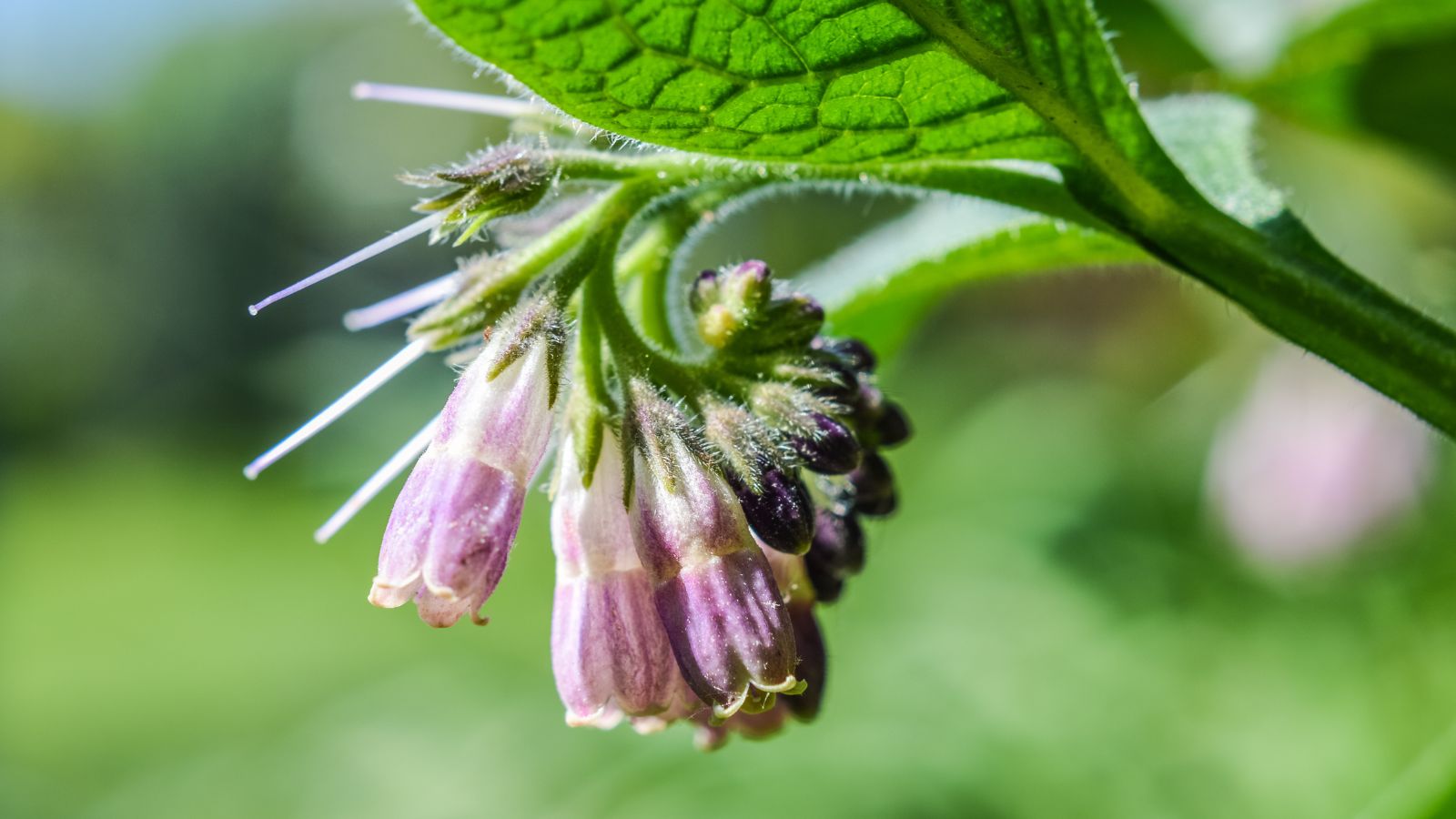 Flowers and buds with purple hue dangling to the side off a vivid green stem with healthy leaves in a garden receiving direct light