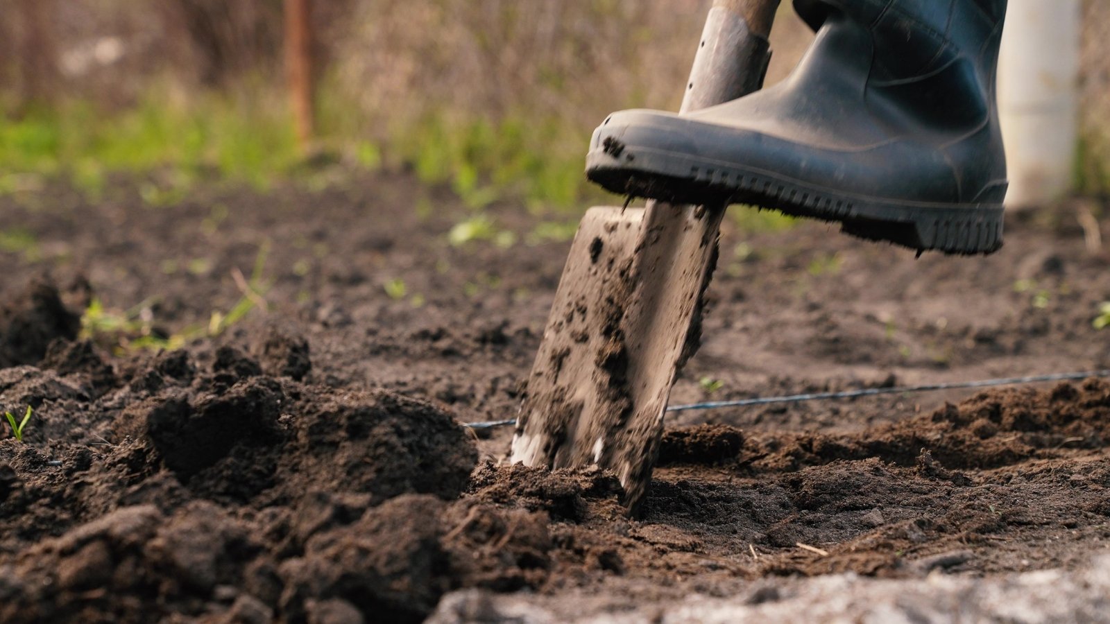 A gardener wearing boots, pushing the shovel into the ground to loosen up soil.