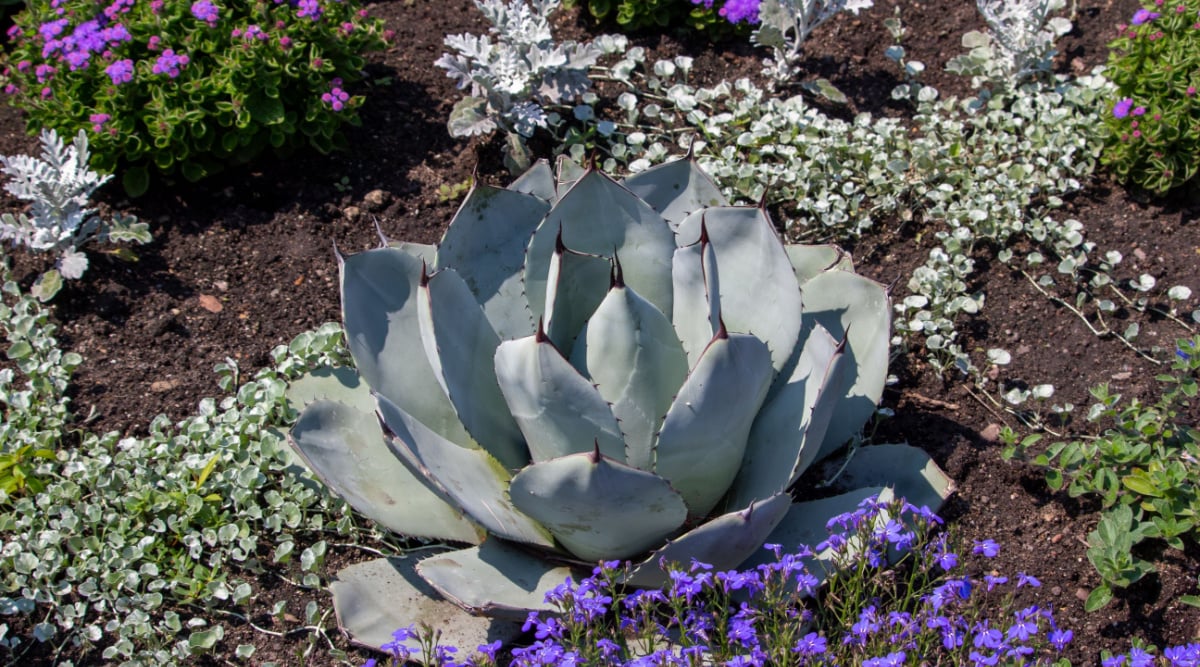 A large artichoke agave sits in a garden with low-growing flowering plants.