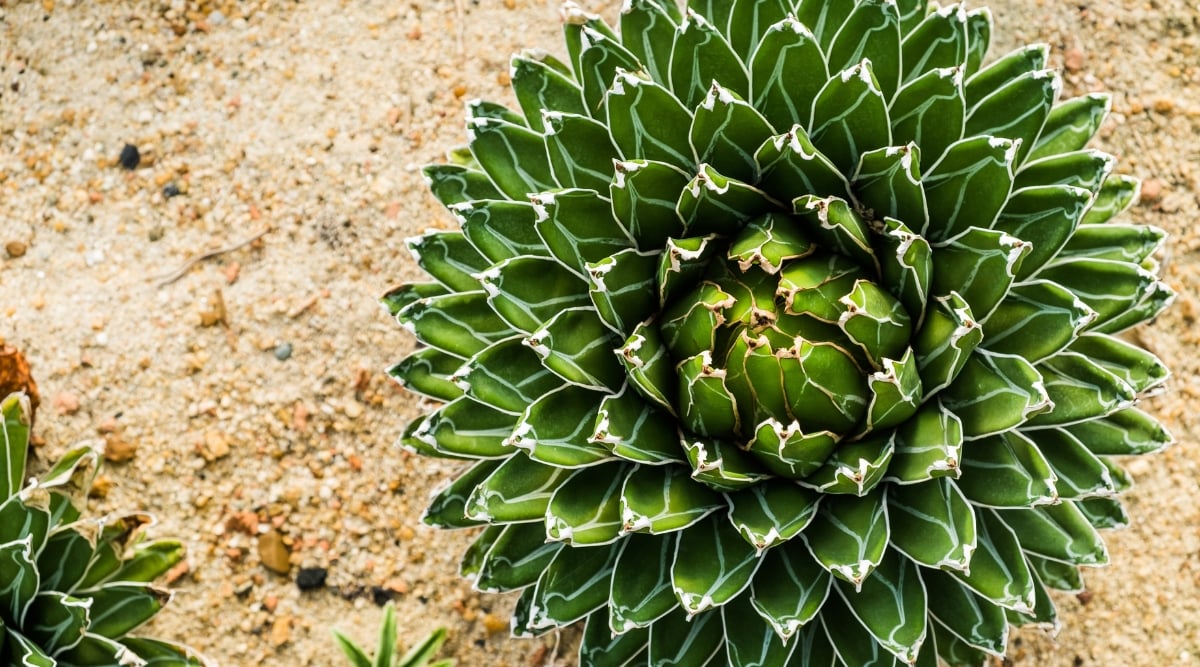 A close-up of the 'Compacta' Queen Victoria Agave reveals succulent leaves arranged in a symmetrical rosette, featuring sharp, spiky edges. The plant thrives in cream-colored soil, showcasing a harmonious blend of textures and colors.
