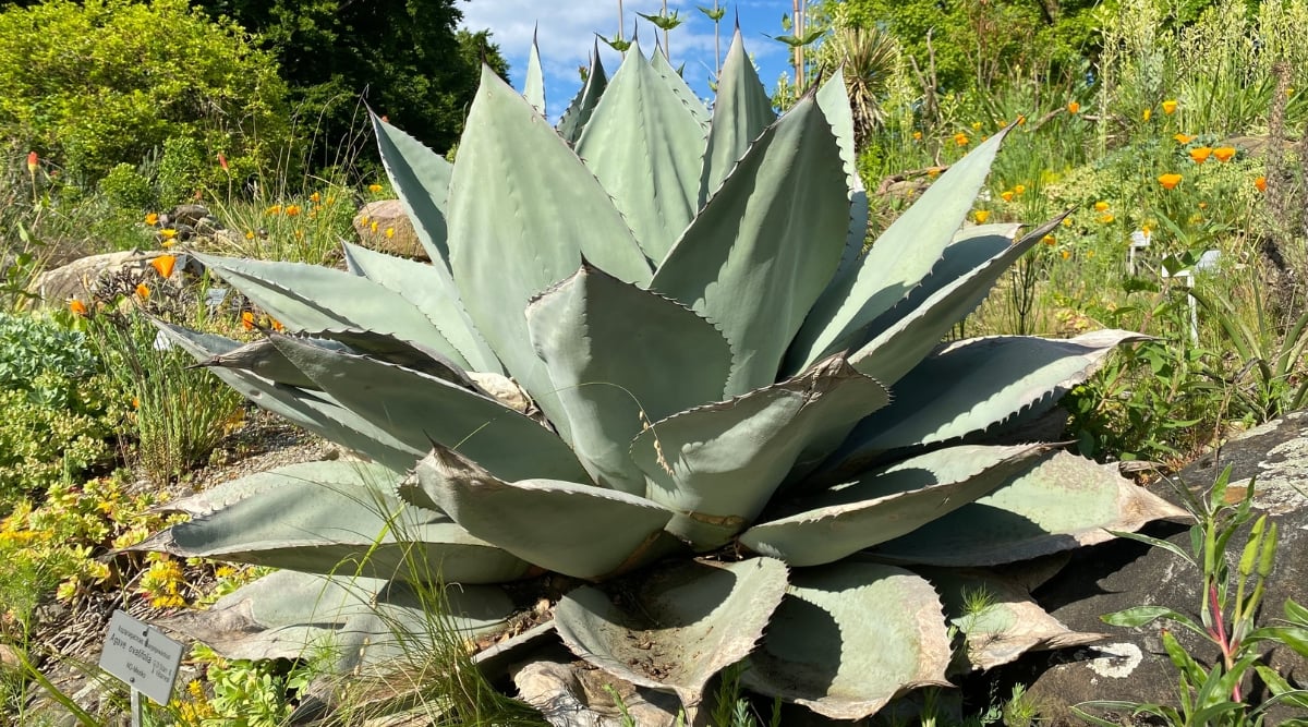 A close-up of the robust leaves of Whale’s Tongue Agave commanding attention with their smooth, fleshy texture and a hint of blue-green coloration. Surrounded by a peaceful landscape of diverse plants, grasses, and imposing rocks, they bask in the warm, direct sunlight.
