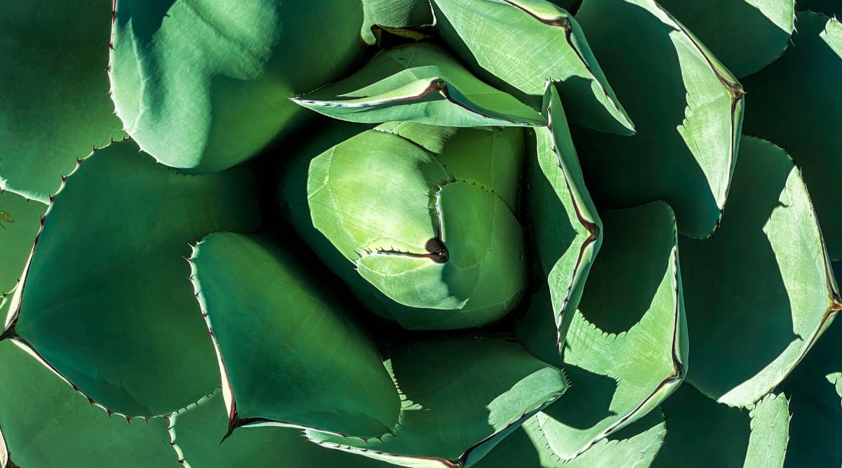 A close-up of the Cabbage Head Agave plant reveals thick succulent leaves with serrated edges, forming a rosette pattern. The leaves showcase a striking blue-green hue, creating a visually captivating and resilient desert aesthetic.