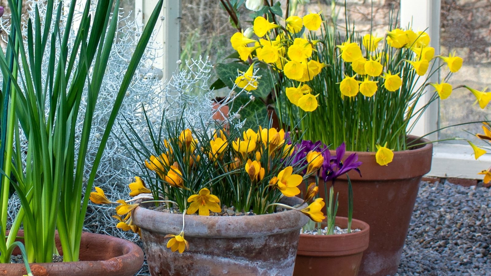 A varied selection of yellow Narcissus and purple Crocus flowers, with long green leaves, arranged harmoniously outdoors, creating a rustic spring scene.