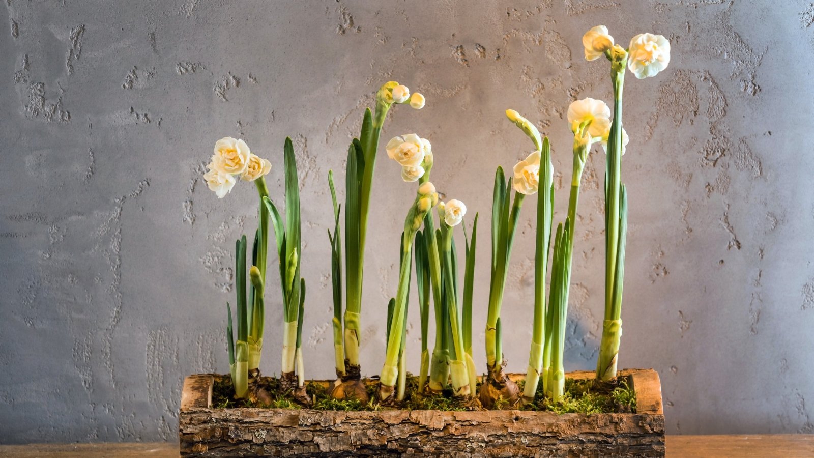 Delicate white Galanthus flowers with slender green stems, sprouting from a wooden tray, presenting a minimalistic arrangement in a natural wooden setting.