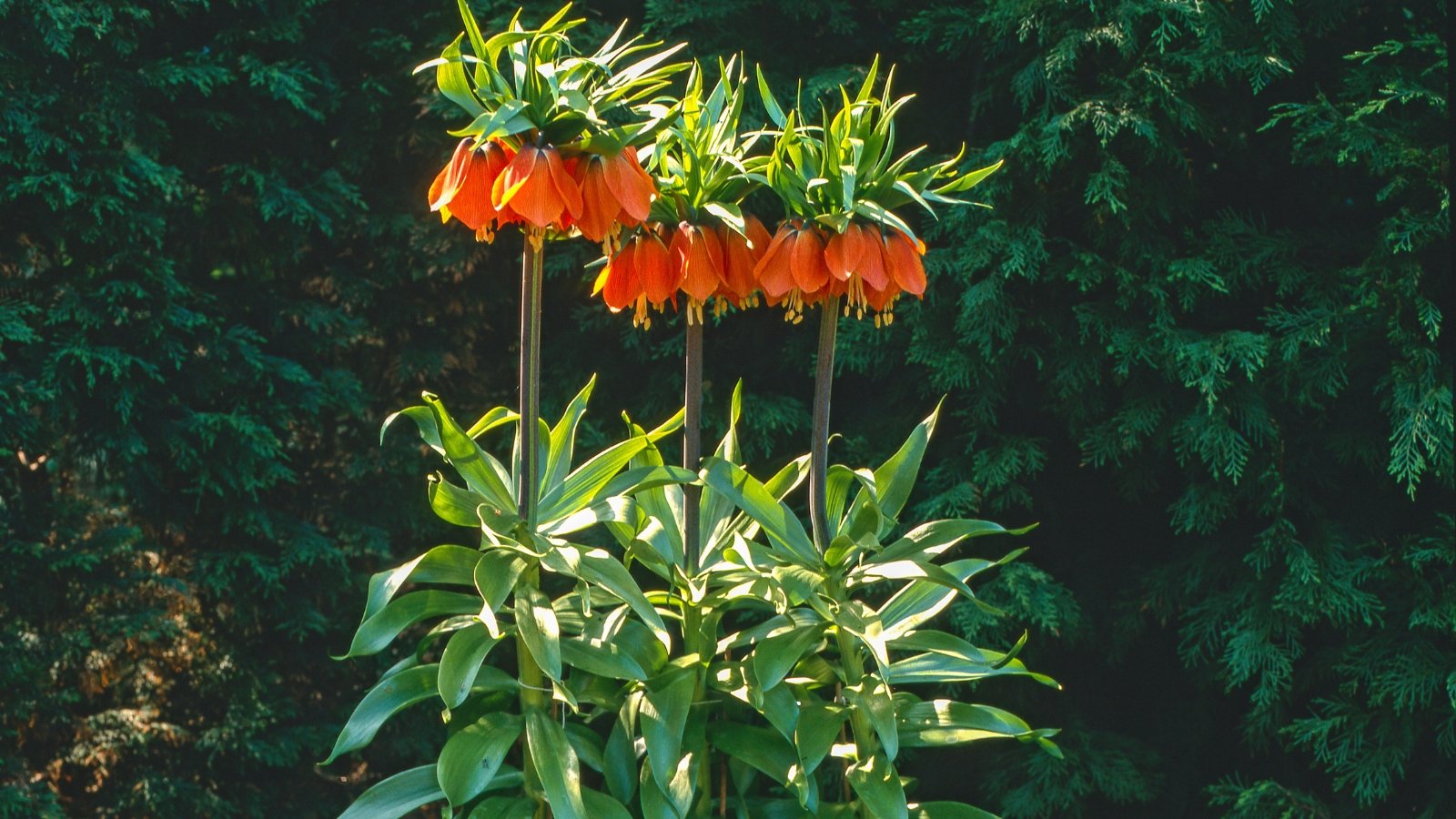 A striking Fritillaria imperialis with deep orange bell-shaped flowers and a crown of spiky green leaves, standing out against dense, green garden foliage.