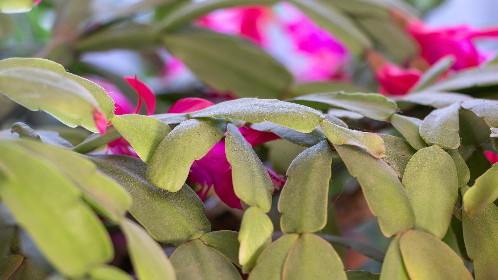 Soft, green jointed segments form a dense, draping plant, bursting with fuchsia-colored blossoms that bloom at the ends.
