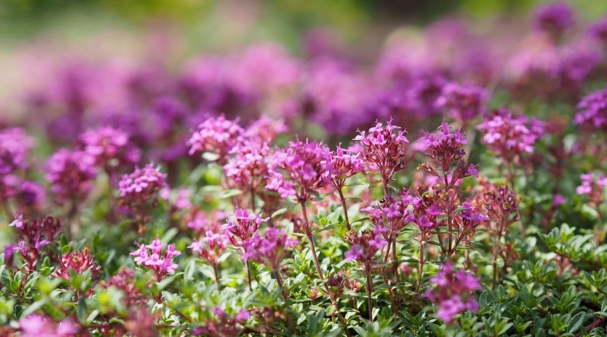 A close-up captures pink blossoms, showcasing nature's pastel masterpiece in intricate floral detail. The green leaves, neatly arranged and slender, create a harmonious contrast, contributing to the plant's overall visual charm and aromatic appeal in garden settings.