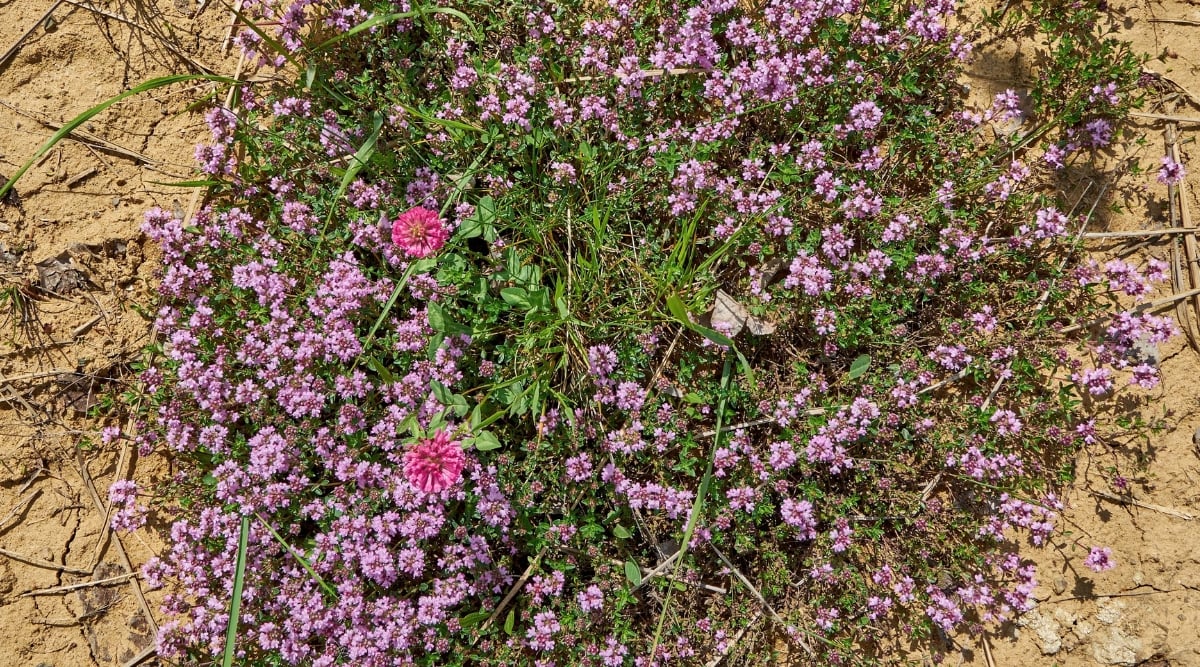 A close-up reveals Thyme plants adorned with delicate lilac-colored flowers, creating a captivating sight. The vibrant blooms stand out against the backdrop of lush green leaves, forming a harmonious blend of colors. Planted in rich brown soil during the summer, these Thyme plants thrive in their natural environment.