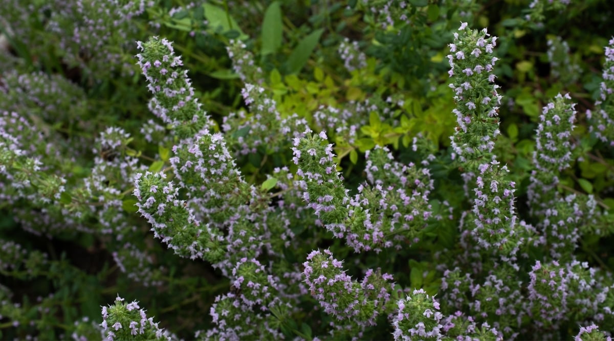 A close-up of the lush green leaves , showcasing their intricate patterns and vibrant hues. Amidst the foliage, tiny white flowers add a touch of elegance, although their scarcity hints at a lack of sunlight, affecting their bloom.
