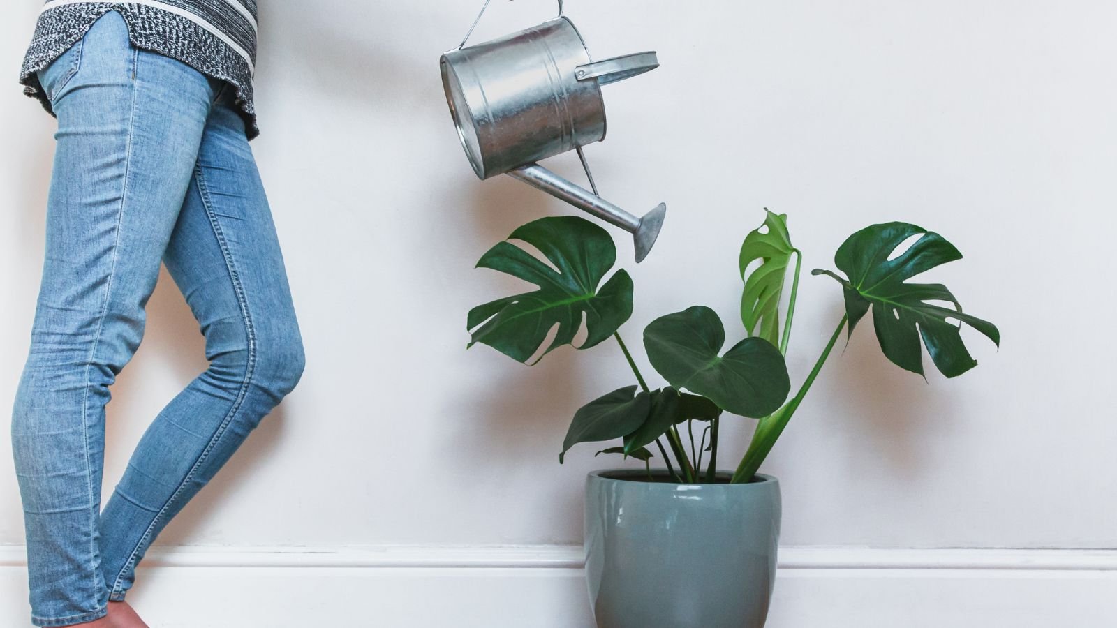 A shot of a person wearing jeans and a striped sweater using a watering can to pour water to houseplant in a blue-green pot in a well lit area indoors