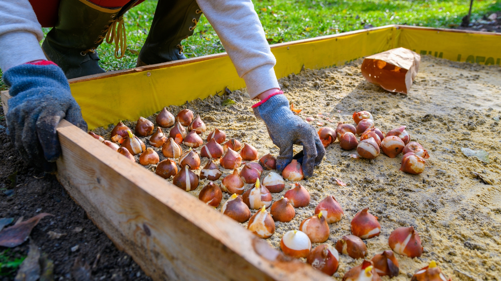 A gardener in gloves carefully places bulbs into a raised flower bed, with sandy soil surrounding the bulbs.
