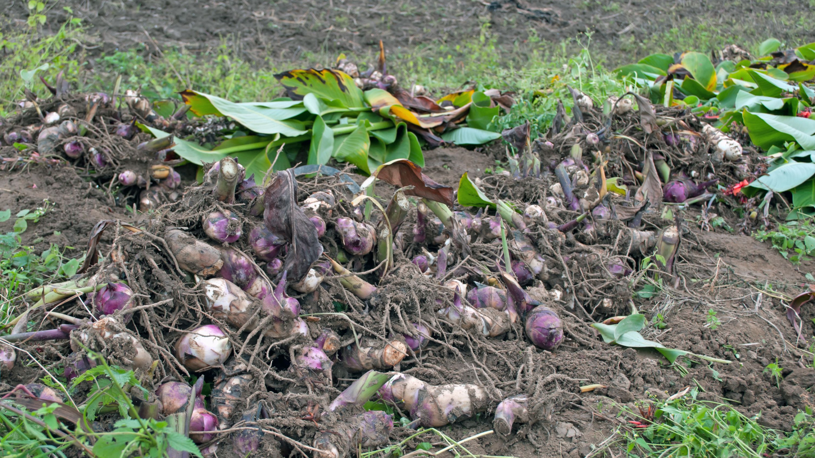 A shot of the tubers of a Canna plant piled on top of each other in a recently excavated area of the garden. Their leaves are scattered about. 