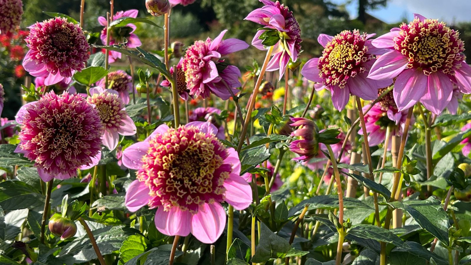 A shot of Dahlia flowers in an showcasing its tall stems and colorful flowers in a bright sunlit area outdoors