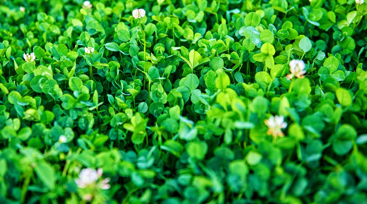 A close-up of a microclover lawn showcasing its vibrant green hue which appears to have a fine, soft texture. Atop these leaves, small flowers add a delicate touch, punctuating the green carpet with bursts of white and pink blossoms.
