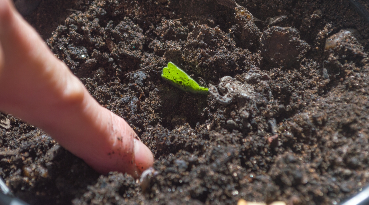 A finger delicately explores the dark, moist soil, checking its moisture content. Nearby, a green leaf lies partly buried, its tip peeking out, showcasing the lush vegetation thriving in this fertile environment.