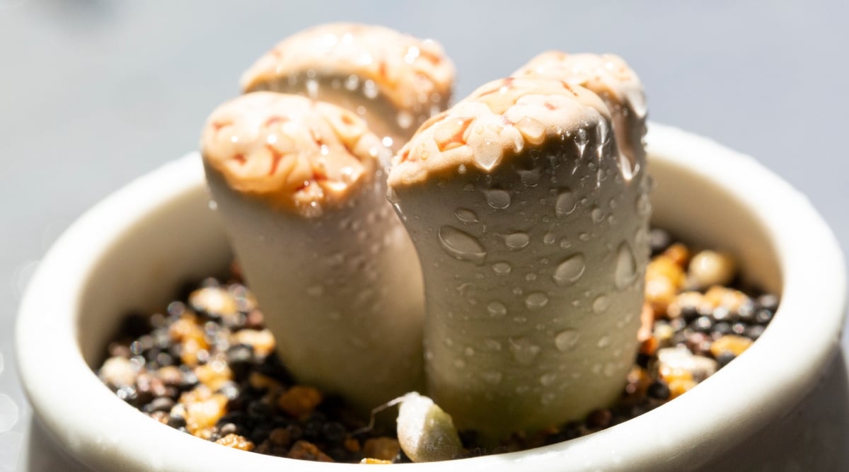 A close-up of young succulent displays petite, brown-hued bodies nestled in rich, dark soil within a small, pristine white pot. Tiny water droplets glisten on the plant's surface, reflecting light that delicately illuminates its intricate features.
