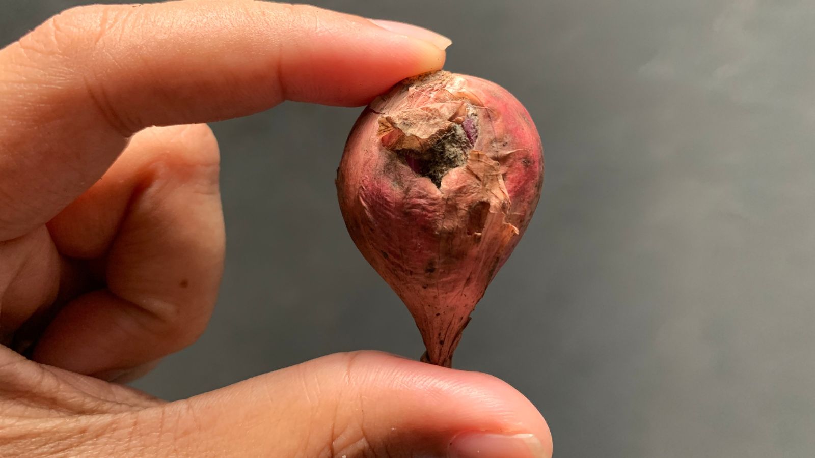 A focused shot of a person's hand holding a rotting small red onion with a hole in a middle in a well lit area.