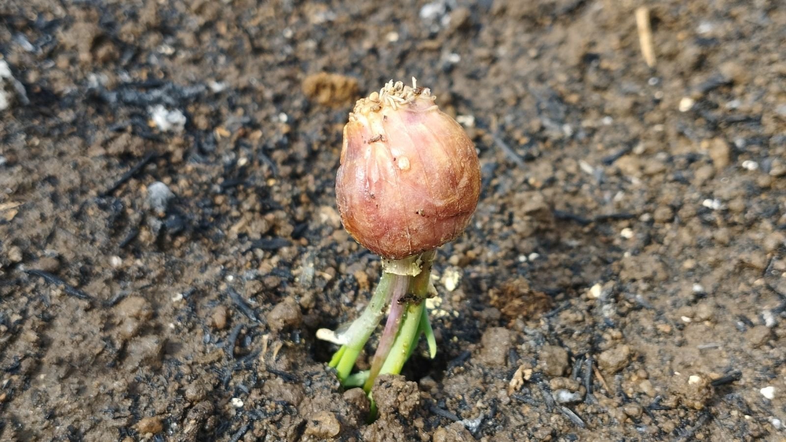 A focused shot of a bulbous shallot plant, placed upside down in a moist soil outdoors